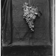 Illustration for article titled Grapes